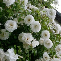 Роза плетистая Шнеевальцер (Schneewalzer)