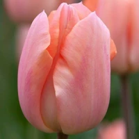 Тюльпан Триумф Apricot Beauty 1 шт.